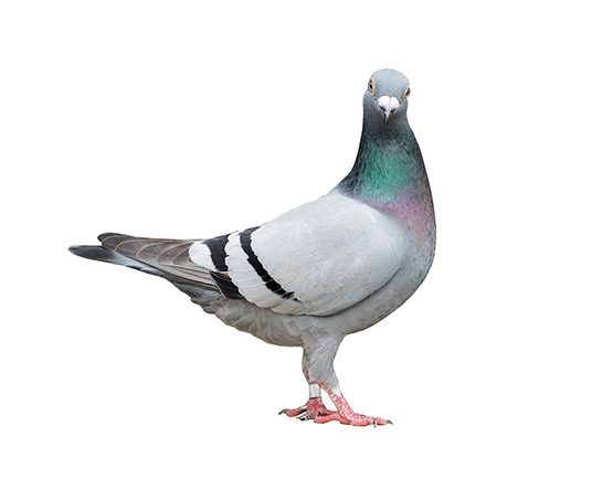 A-Pigeon-T