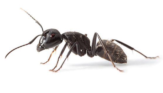 Ant-T