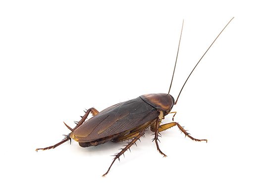 Cockroach-T