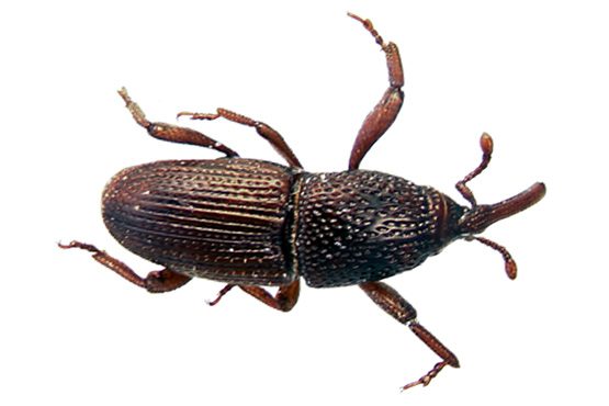 Grain Weevil Stored Product Insect