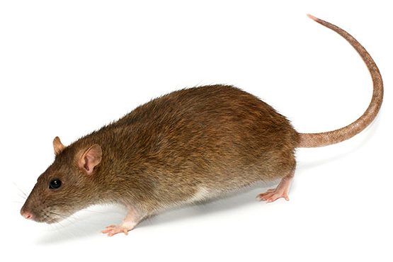 Rat-T