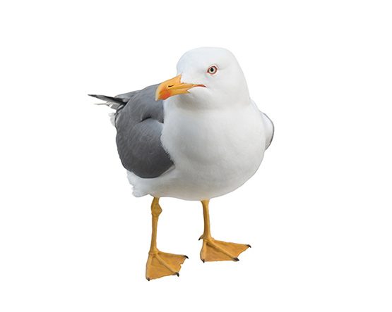 Seagull-T2