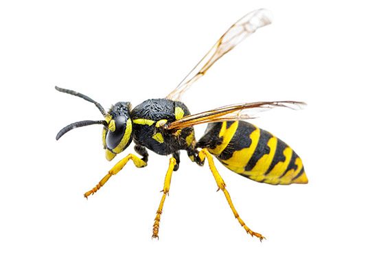 Wasp-T